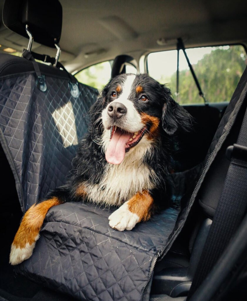 Perro San bernardo dentro de un carro acostado sobre un protector de asiento