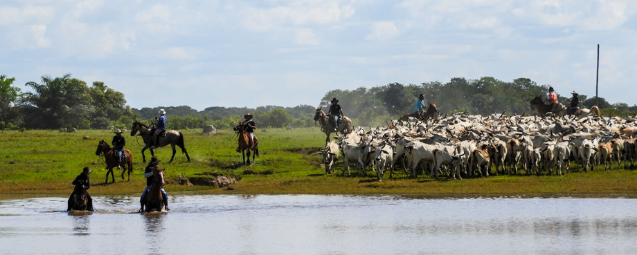 Ganado en los llanos orientales